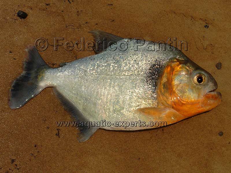 Serrasalmus manueli